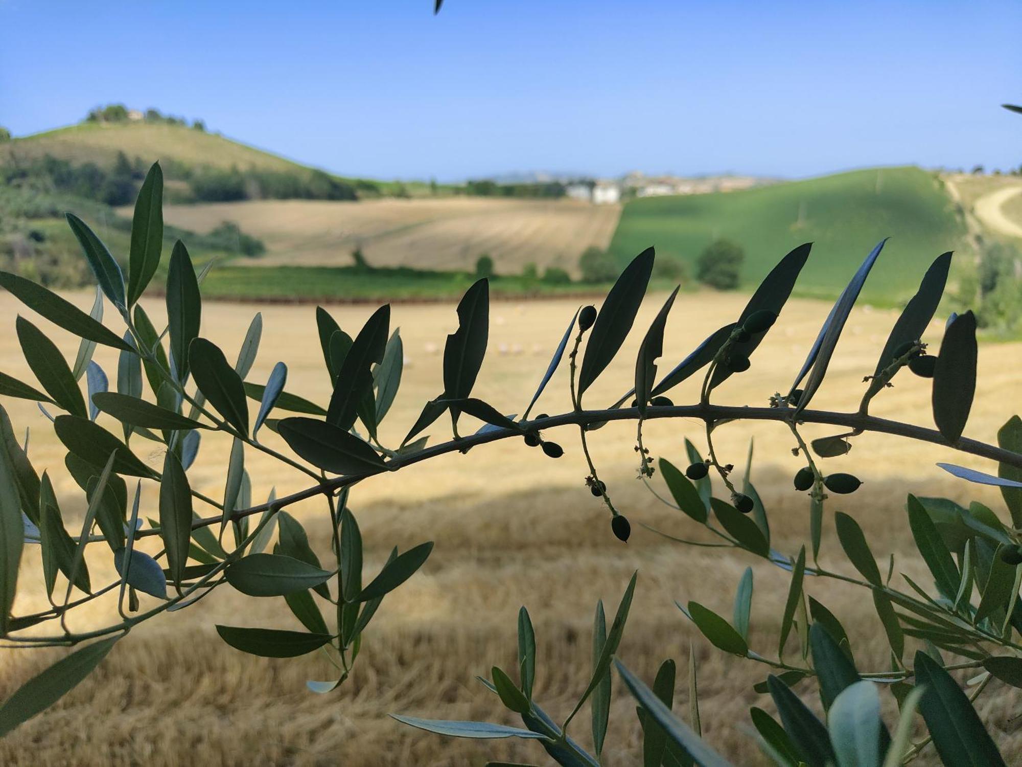 La Casa Del Duca Guest House Montalto delle Marche Exterior photo